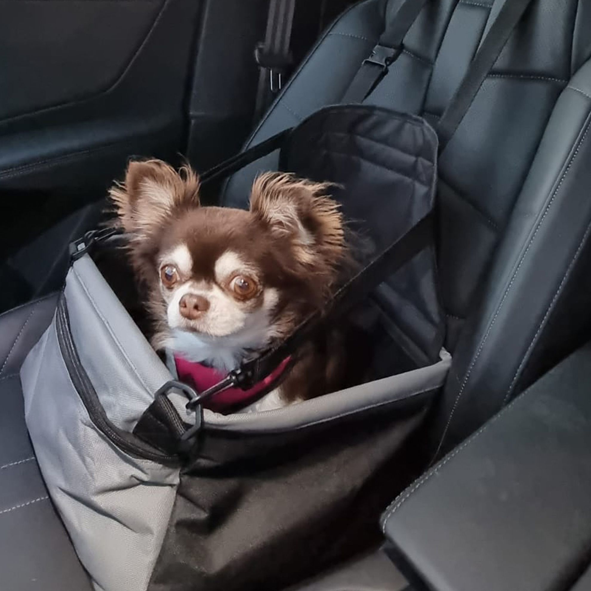 Siège Auto Pour Chien - Panier pour chien en voiture