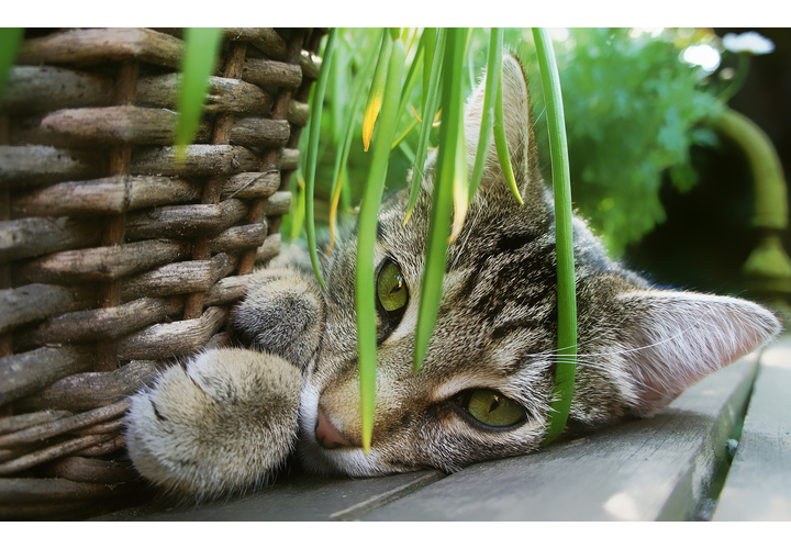 A quoi sert l'herbe à chat et pourquoi en est-il accro