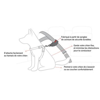Attache ceinture de sécurité pour chien - Transport en voiture - Chadog  Diffusion